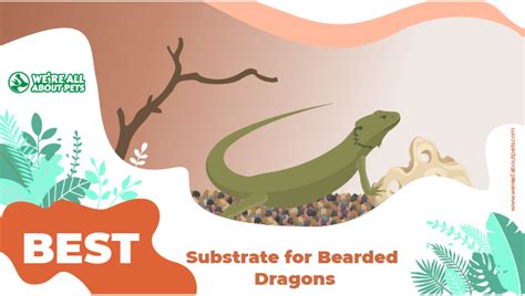 substrates  bearded dragons    pets