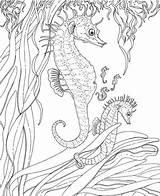Coloring Pages Ocean Printable Adult Seahorse Adults Color Kids Summer Sheets Colouring Print Seahorses Sea Drawing Seepferdchen Baby Online Seascape sketch template