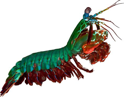 Mantis Shrimp Png Clip Art Library