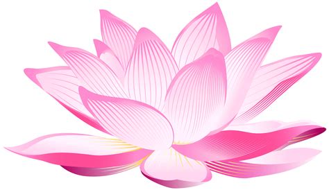 png lotus flower transparent lotus flowerpng images pluspng