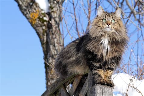 gatto delle foreste norvegesi caratteristiche  storia dellantica razza scandinava