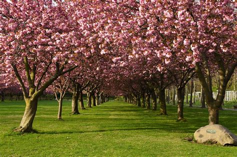 cherry blossoms  brooklyn botanic garden apollo magazine