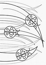 Ladybug Coloring Pages Printable sketch template