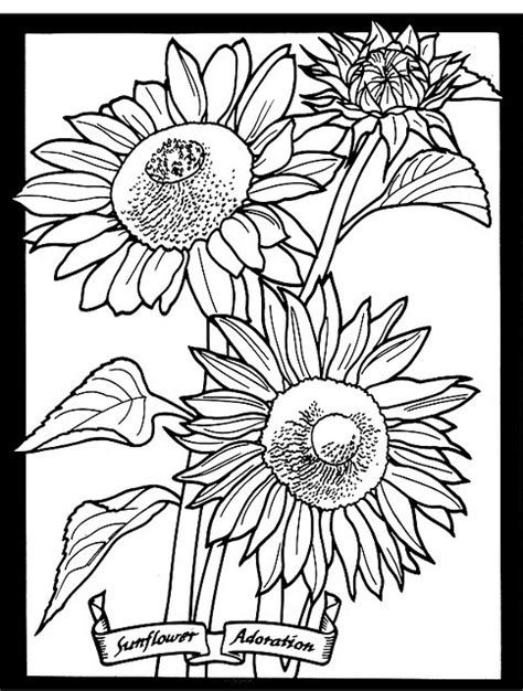 sunflower images ideas  pinterest sunflower flower