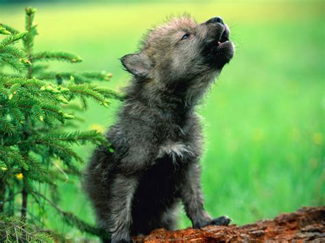 white wolf    adorable howling wolf pups    day