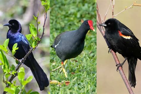 black birds  florida   bird feeder hub