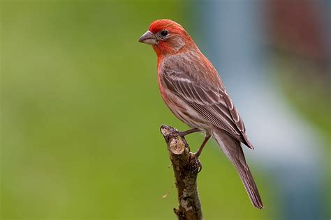 types  finches  types  finches