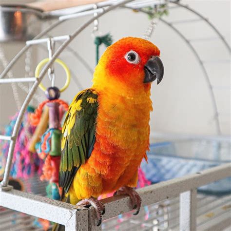 parrots  sale  affordable prices african grey parrot parrot pet store