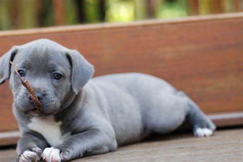 blue staffy abby cute dogs cute animals cute puppies