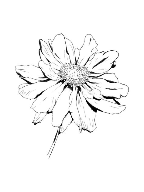flower drawing  kingrowena  deviantart