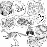 Fossils Trace Mold Clipground sketch template