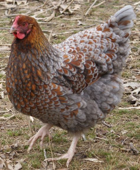 blue laced red orpington page  backyard chickens learn   raise chickens