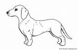 Dog Wiener Drawing Draw Paintingvalley Drawings sketch template