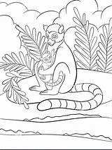 Lemur Primates Primate Madagascar Gaddynippercrayons sketch template