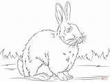 Coloring Pages Rabbit Cute Printable Rabbits Supercoloring Drawing sketch template