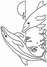 Ozean Boto Ausmalbild Dolphin sketch template