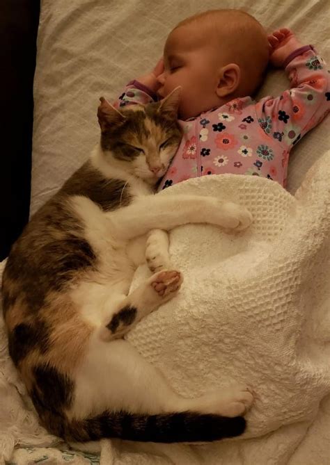 10 photos that prove cats can bond with people just like