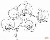 Orchid Supercoloring sketch template