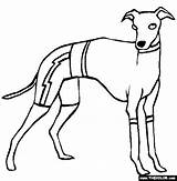 Coloring Pages Greyhound Dogs Dog Italian Color Thecolor Whippet Greyhounds Template sketch template