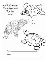 Turtle Lifecycle Tortoises sketch template