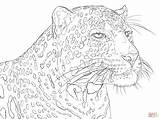 Leopard Printable Supercoloring Luipaard sketch template