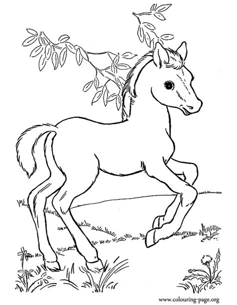 printable coloring pages  baby horses