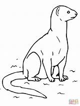 Mongoose Yellow Drawing Coloring Pages Animal Printable Gray Outline Drawings Clipart Indian Mongooses Getdrawings Paintingvalley Supercoloring Categories sketch template