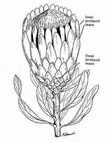 Protea Flower Drawing Drawings Flowers Google Search Inspiration Coloring Sketches King Draw Sketch Template Australian Choose Board Tn Tattoo sketch template