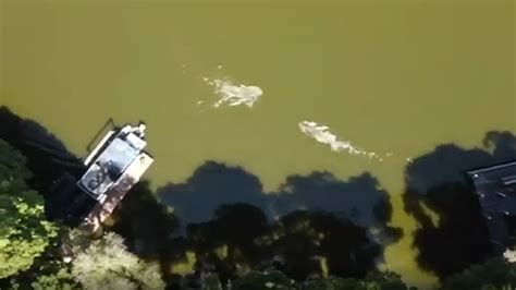 florida drone video captures swimmer fighting  alligator fox news