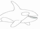 Orca Coloring Pages Whale Printable Getdrawings sketch template