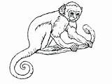 Monkey Coloring Pages Realistic Line Drawing Adults Getcolorings Color Print Monkeys Getdrawings Printable sketch template