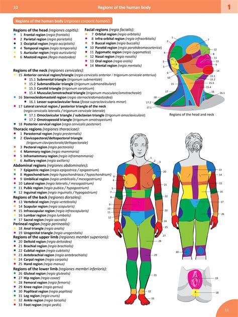 anatomi anatomi dasar