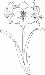 Amaryllis Fleurs Blumen Flor Ausmalbild Coloriage Supercoloring Ausmalen Gladiolus Pintar Vorlage Ausmalbilder Zeichnung Marigold Ausdrucken Vielzahl Anmalen Bleistift sketch template