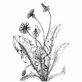 Dandelion Drawing Flower Botanical Plant Getdrawings sketch template
