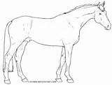 Horse Holsteiner Hest Tegninger Supercoloring Heste Lineart Orb Farvelaegning Kategorier sketch template