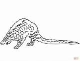 Pangolin Coloring Pages Printable Color Version Click Supercoloring Ipad Compatible Tablets Android Categories sketch template