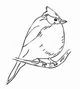 Titmouse Coloring Bridled Bird Tufted Designlooter Template 13kb sketch template