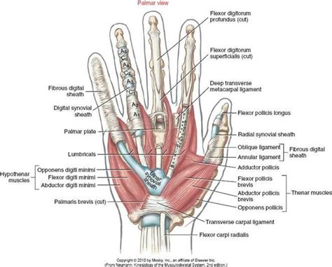 palmar view  hand anatomy including tendons  pulleys hand