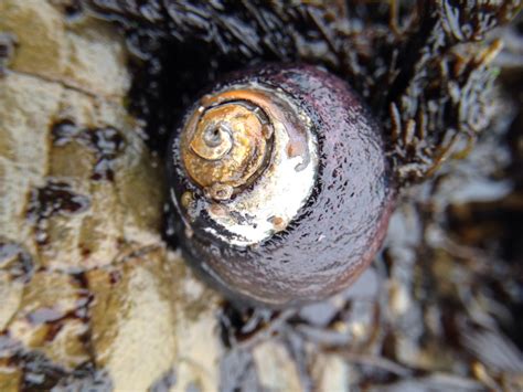 common sea snail explains  universe bay nature