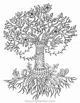 Coloring Tree Life Pages Olive Adult Drawing Printable Simple Coloringgarden Pecan Adults Mandala Color Celtic Template Book Print Apple Nature sketch template