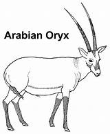 Oryx Arabian Knowledge Power sketch template