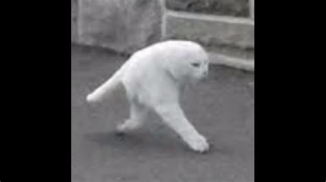 white cat walking   cement walkway