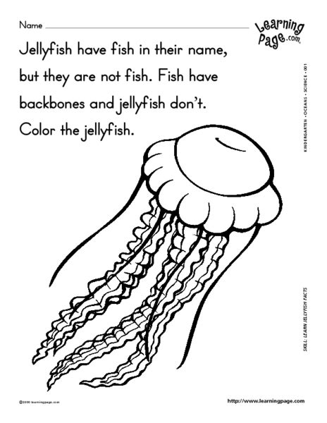 jellyfish lesson plan  st  grade lesson planet