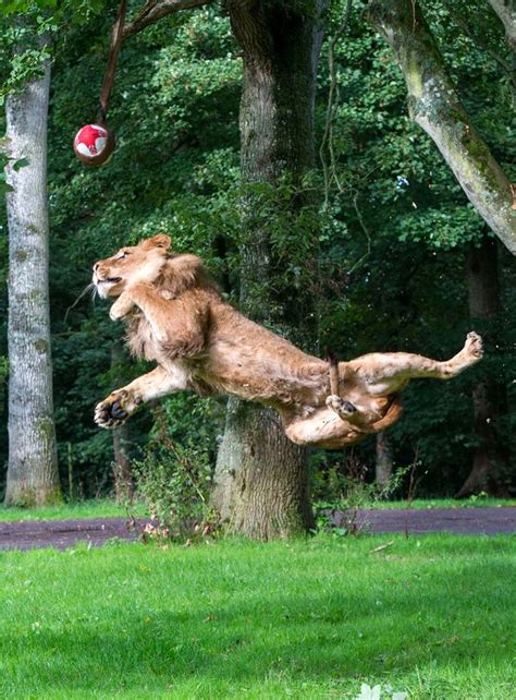 british lions rugby world cup fever hits safari park as big cats perfect set piece plays