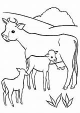 Calf Coloring Pages Template Print Coloringway sketch template