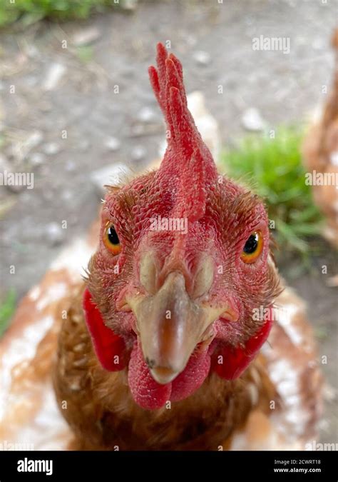 closeup   curious chicken    camera stock photo alamy