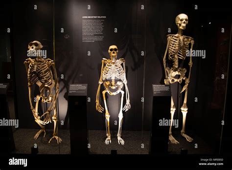 Human Evolution Exhibit At The Natural History Museum In London
