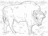Bison Bufalo Coloringgames Printmania Animali sketch template