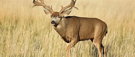 mule deer odocoileus hemionus  murray thomas wild deer hunting adventures