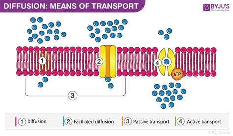 diffusion  plants means  transport types importance